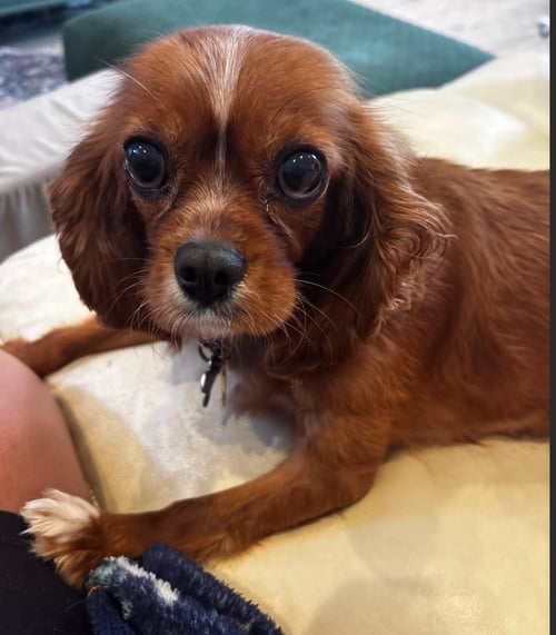 CALLIE - ARR - Cavalier King Charles Spaniel available for adoption