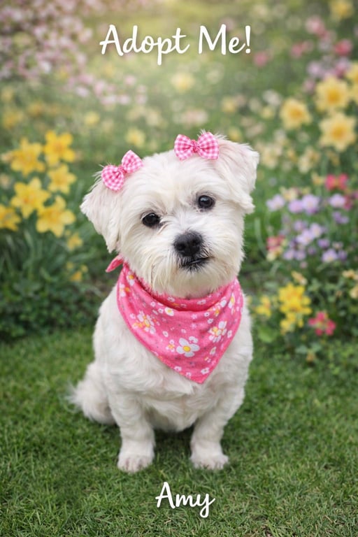 Amy-os Image