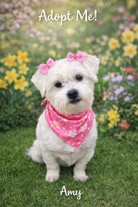 Amy-os - Photo 1