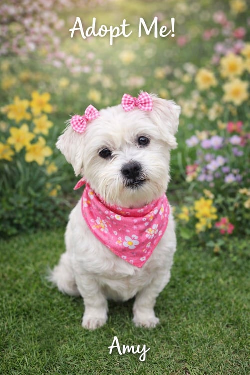 AMY-OS - Shih Tzu / Maltese available for adoption