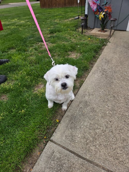 AMY-OS - Shih Tzu / Maltese available for adoption