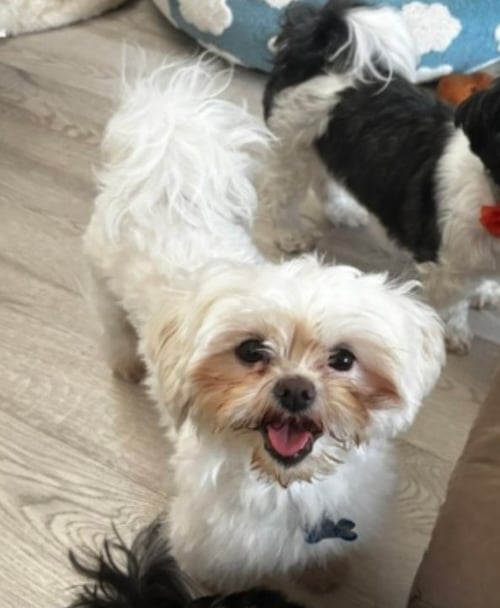 DOVE-ARR - Shih Tzu available for adoption