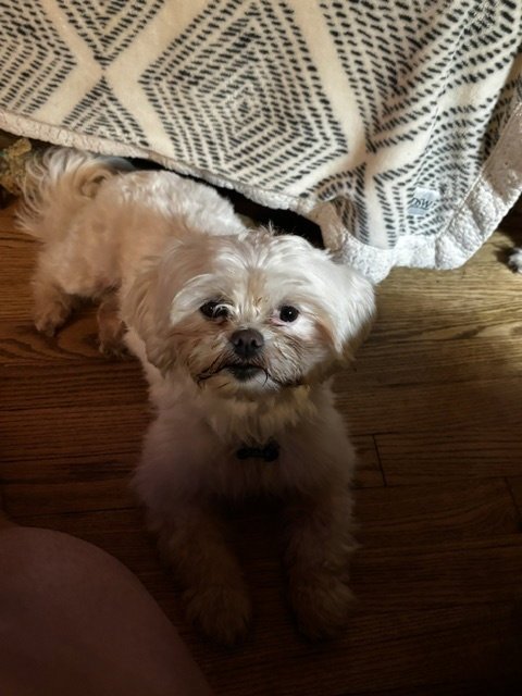 DOVE-ARR - Shih Tzu available for adoption