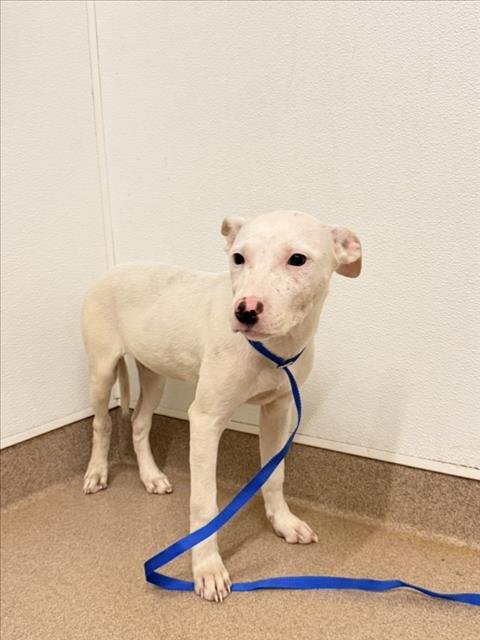 PATTY - Pit Bull Terrier available for adoption