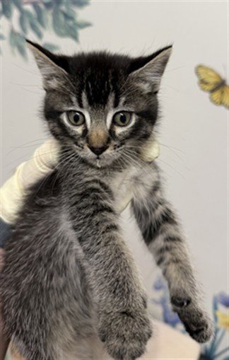NYLA - Domestic Short Hair available for adoption