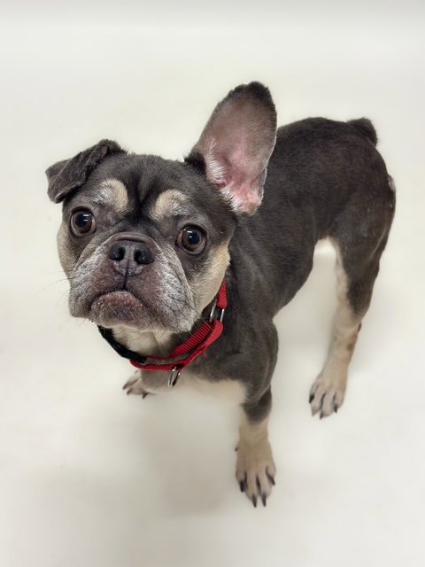 REMI - French Bulldog available for adoption