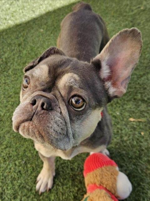 REMI - French Bulldog for adoption in Hayward