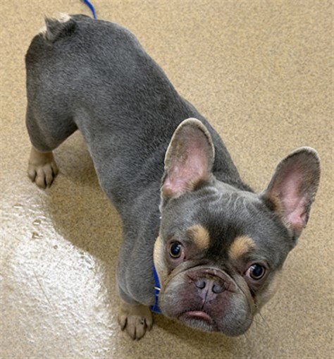 MUSHU - French Bulldog available for adoption