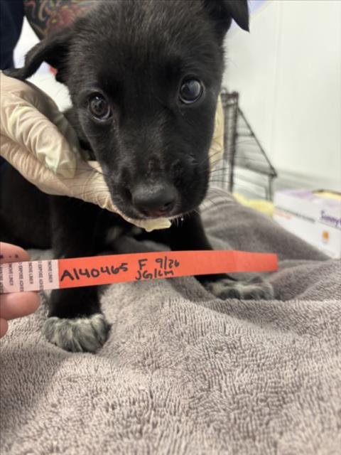 GHOST - German Shepherd Dog available for adoption