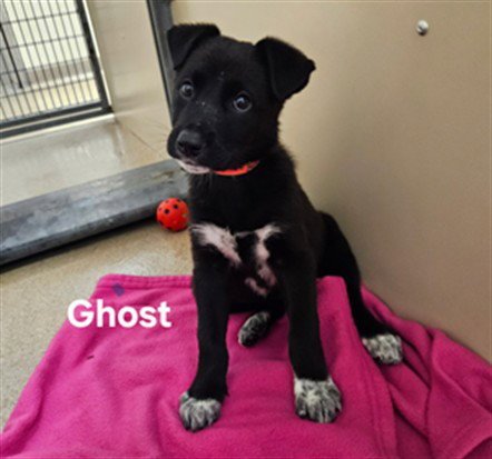 GHOST - German Shepherd Dog available for adoption