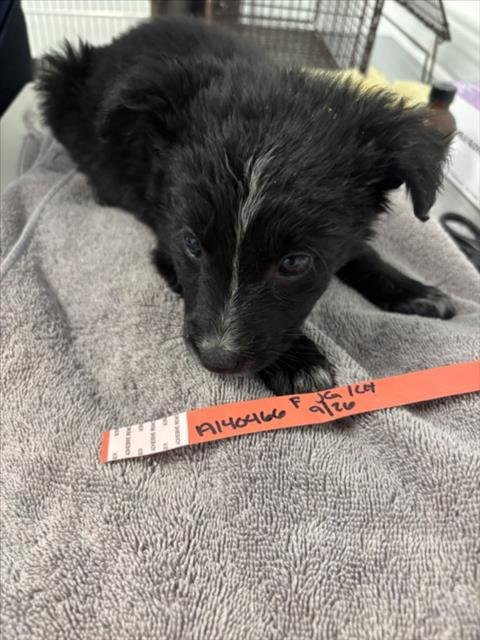 ENDIVE - German Shepherd Dog available for adoption