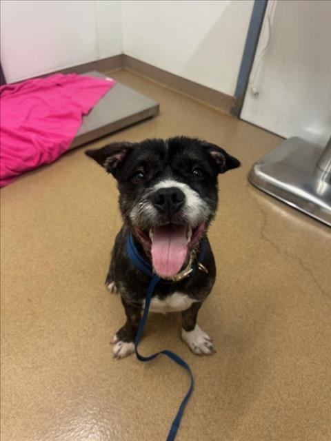 TYSON - Miniature Schnauzer / Pit Bull Terrier available for adoption