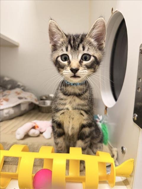 LOKI - Domestic Short Hair available for adoption
