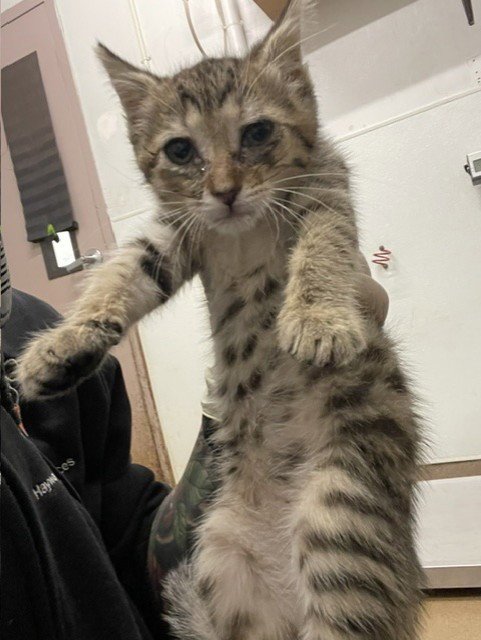A140288 - Domestic Short Hair for adoption in Hayward