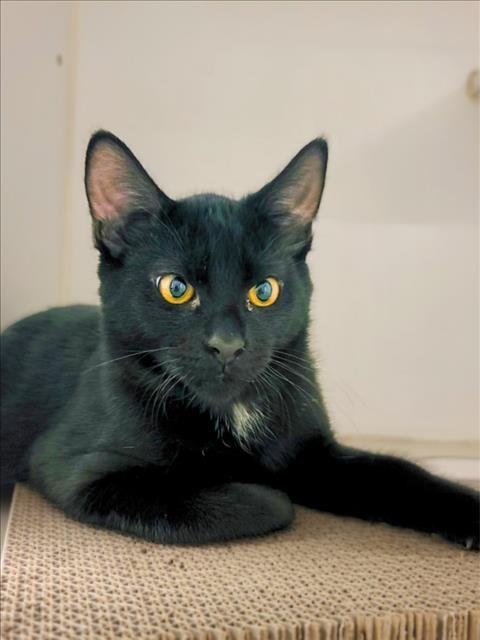 ZUKO - Domestic Short Hair for adoption in Hayward
