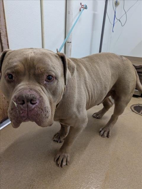 TIGER - Pit Bull Terrier available for adoption