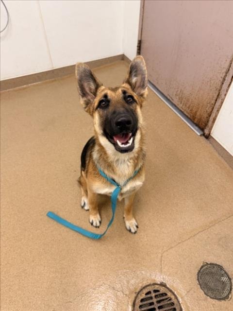 DELILAH - German Shepherd Dog available for adoption