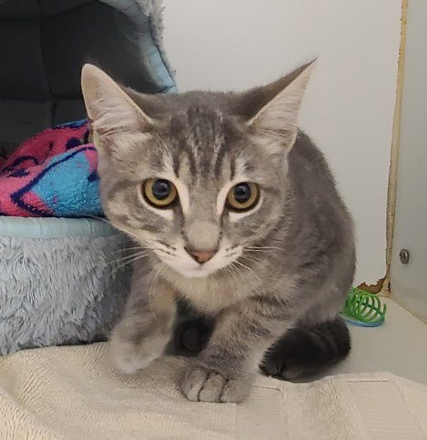 SKITTLES - Domestic Short Hair for adoption in Hayward