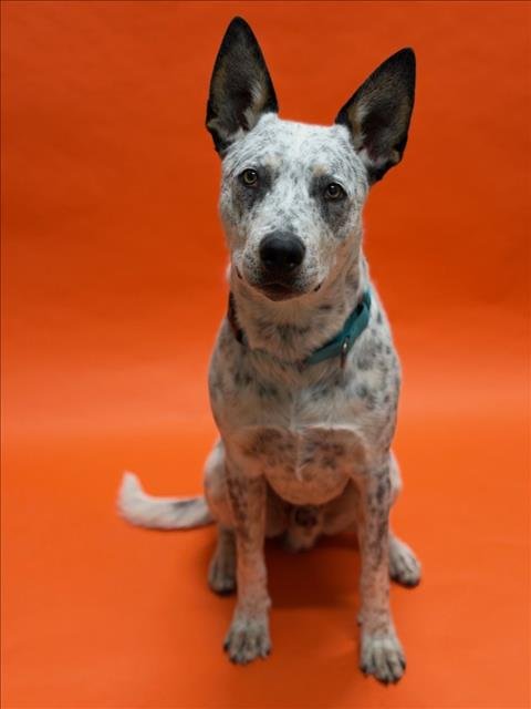 GUSSEPI - Australian Cattle Dog/Blue Heeler available for adoption