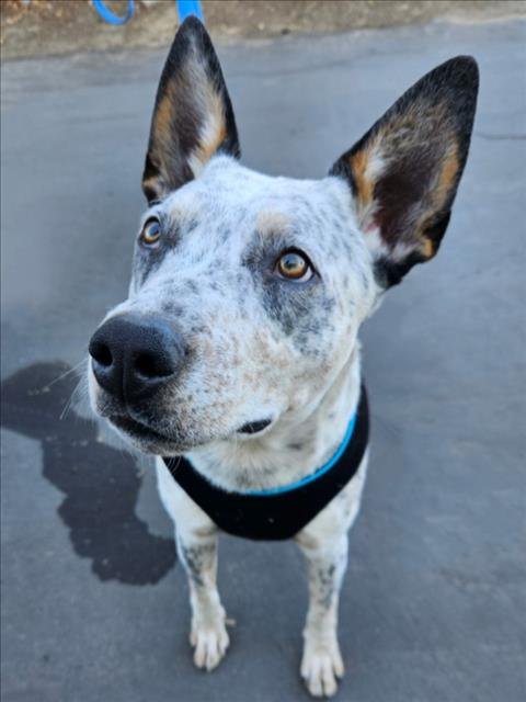 GUSSEPI - Australian Cattle Dog/Blue Heeler available for adoption