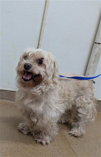 SHYLO - Maltese available for adoption