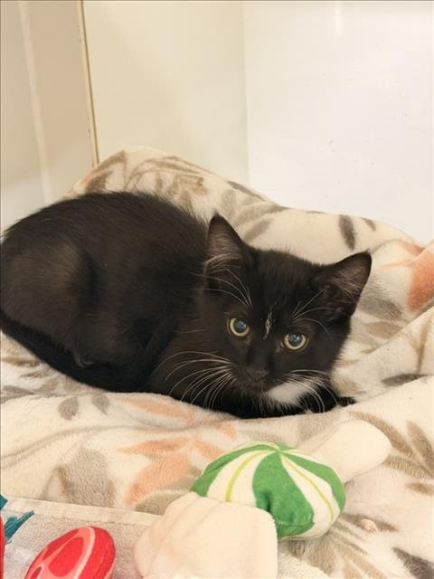 HANK - Domestic Short Hair for adoption in Hayward