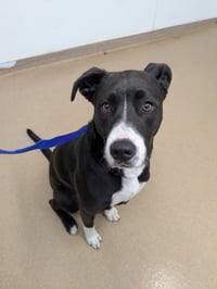 LOUIE - Photo 1