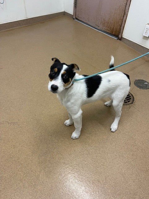 ROO - Australian Cattle Dog/Blue Heeler available for adoption