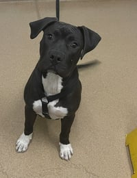 BRUCE - Photo 1