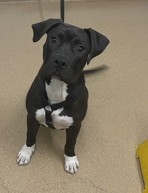 BRUCE - Pit Bull Terrier available for adoption