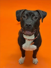 BRUCE - Photo 1