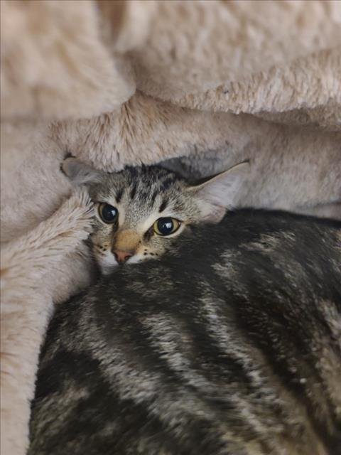 REESE - Domestic Short Hair for adoption in Hayward