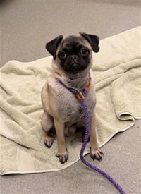 PUGGY SUE - Photo 1