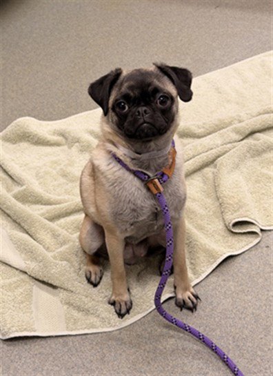 PUGGY SUE - Pug available for adoption