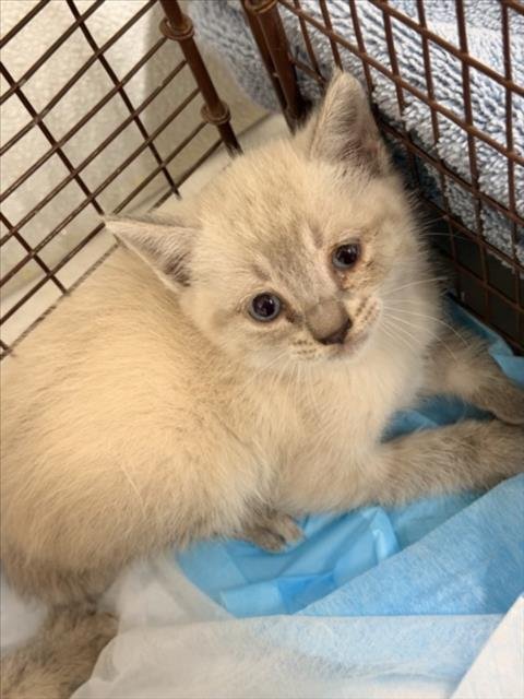 IRULAN - Domestic Short Hair available for adoption