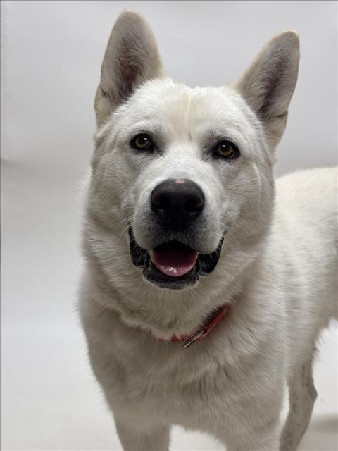 TRUMAN - Siberian Husky for adoption in Hayward