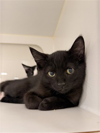 CHARLIE - Domestic Short Hair for adoption in Hayward