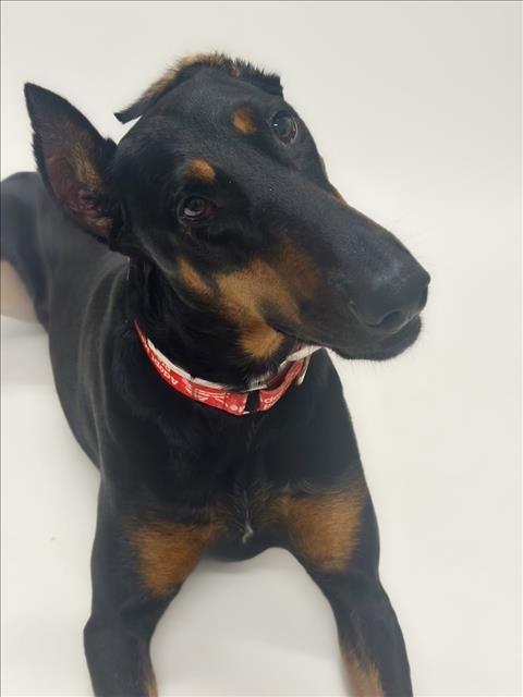 LOBA - Doberman Pinscher for adoption in Hayward
