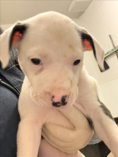 TESSA - Pit Bull Terrier for adoption in Hayward