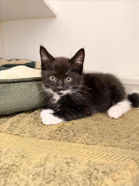 HOTCH - Domestic Short Hair available for adoption