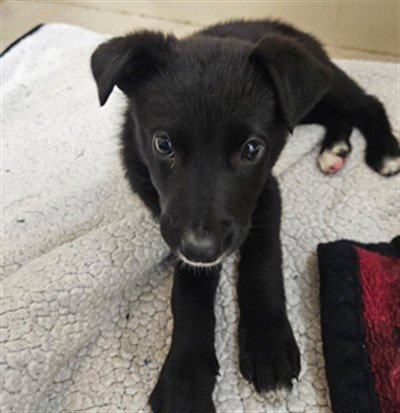 ROCKSTAR - Border Collie available for adoption