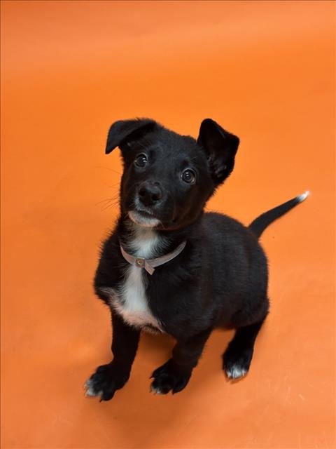 ROCKSTAR - Border Collie available for adoption