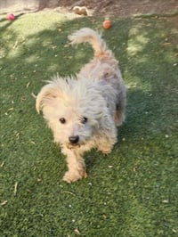 BAXTER - Photo 1