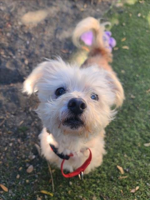BAXTER - Poodle (Miniature) available for adoption