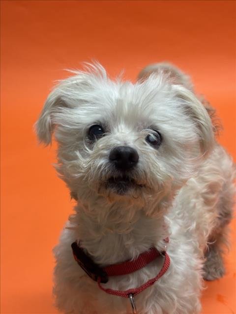 BAXTER - Poodle (Miniature) available for adoption
