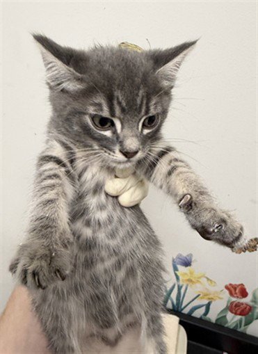 NOLAN - Domestic Short Hair available for adoption