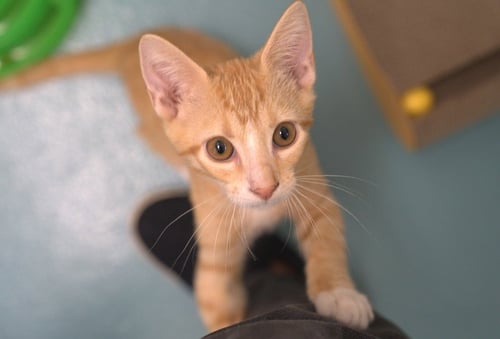 JACK - Domestic Short Hair for adoption in Hayward