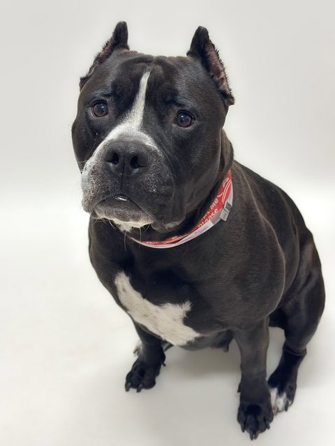 ONYX - Pit Bull Terrier available for adoption