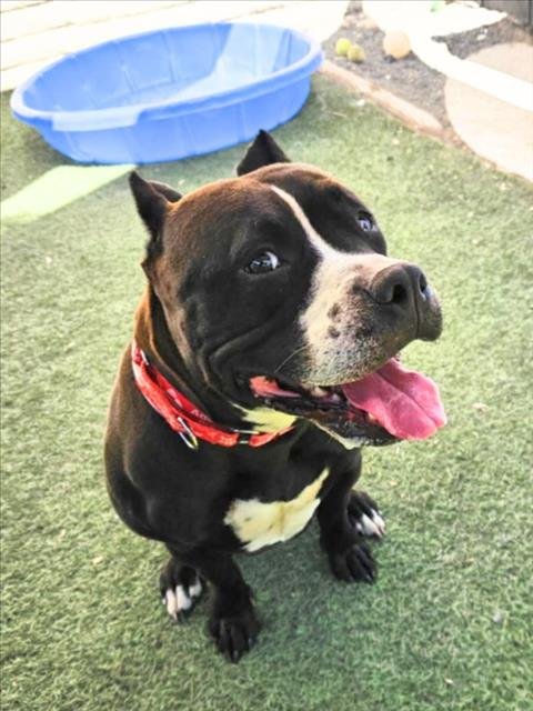 ONYX - Pit Bull Terrier for adoption in Hayward