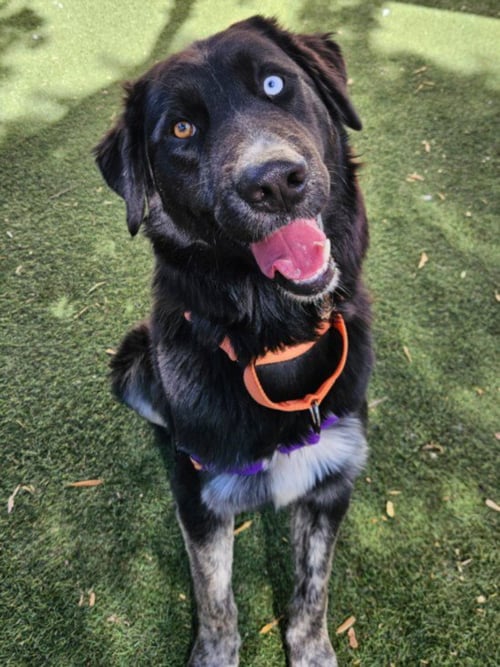 OREO - Australian Cattle Dog/Blue Heeler available for adoption